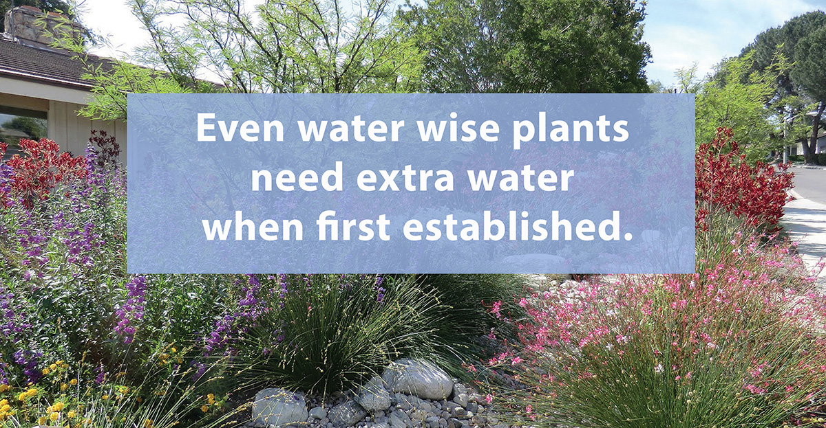 Fall Winter Water Wise Planting Article Photo Graphic with text Even water wise plants need extra water when first established